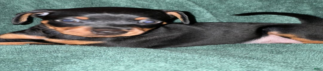Coal