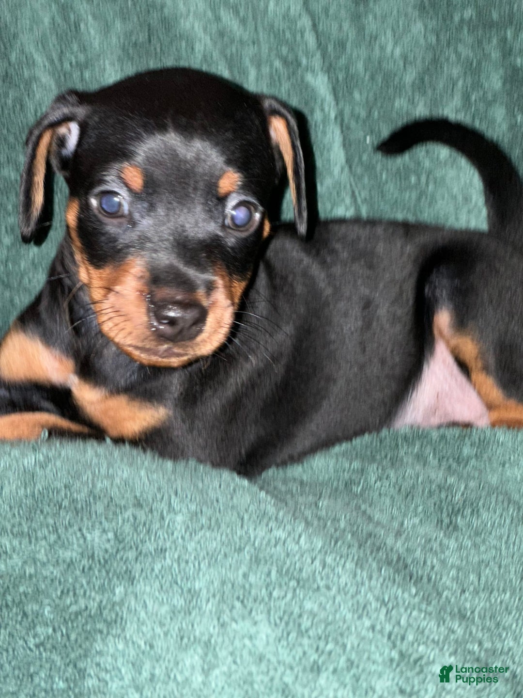 Miniature Pinscher dogs for sale: Coal - Image 7