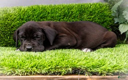 Great Dane dogs for sale: Jasper - Image 5