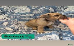 American Bully dogs for sale: Scout - Image 2