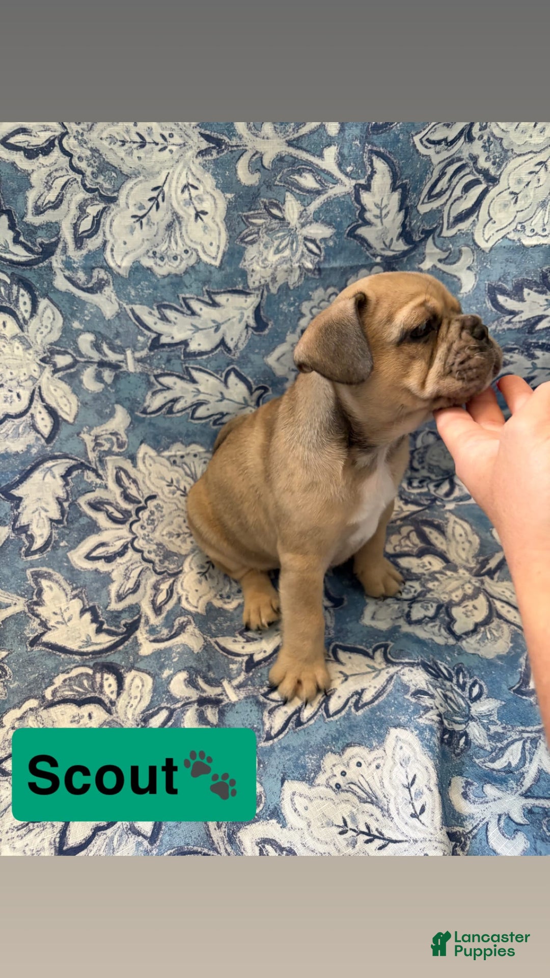 American Bully dogs for sale: Scout - Image 2