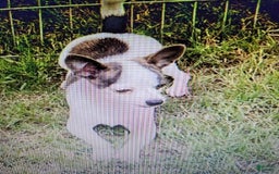 Chihuahua dogs for sale: Cedro - Image 6