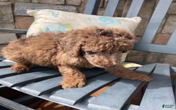 Standard Poodle dogs for sale: Ode - Image 3