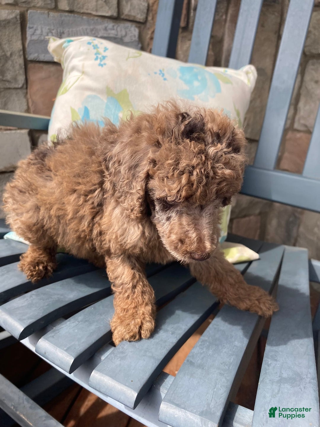 Standard Poodle dogs for sale: Ode - Image 3