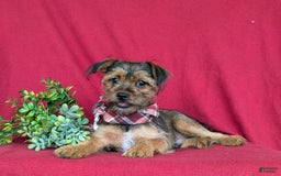 Shorkie dogs for sale: Cruz 9 Lbs Full Grown - Image 12