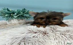 Yorkshire Terrier dogs for sale: Bear - Image 5