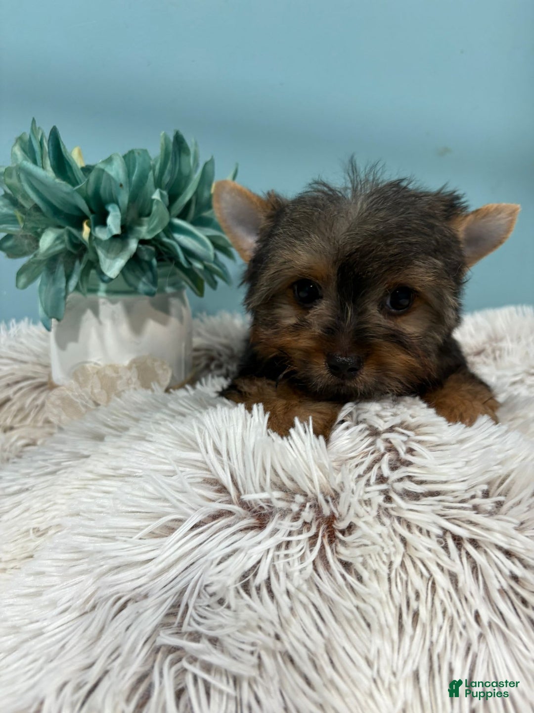 Yorkshire Terrier dogs for sale: Bear - Image 5