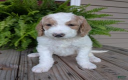 Goldendoodle dogs for sale: Sue - Image 5