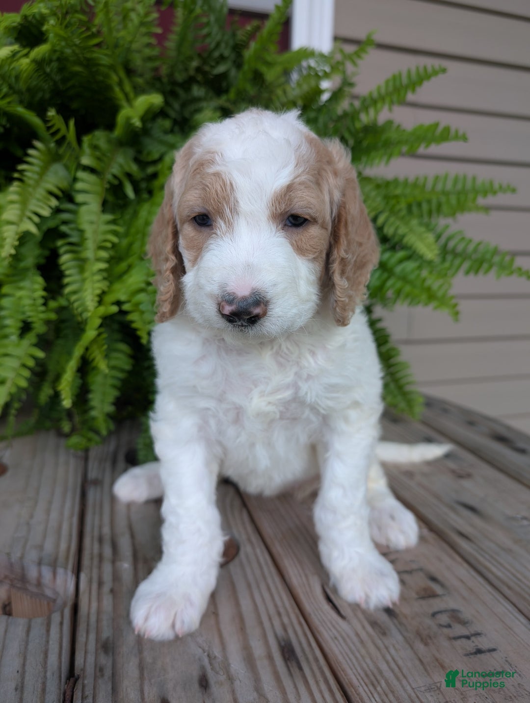 Goldendoodle dogs for sale: Sue - Image 5