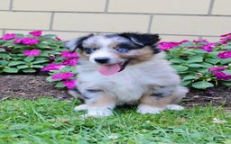 Miniature Australian Shepherd dogs for sale: Fiona - Image 3