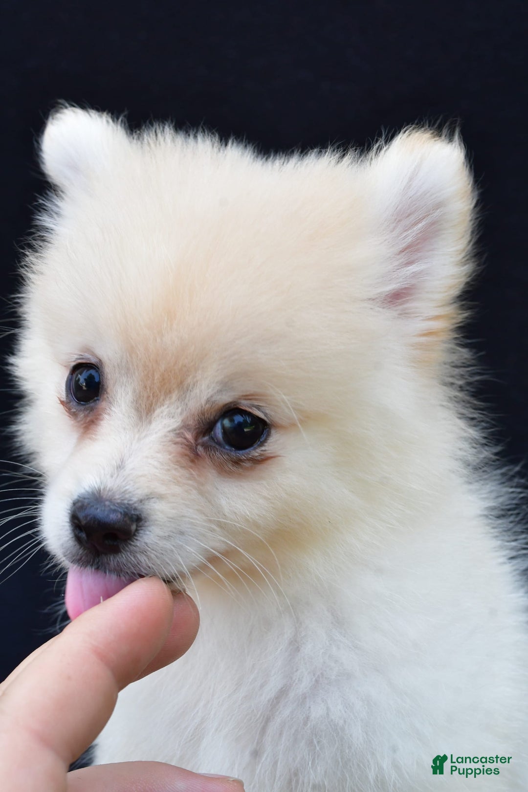 Pomeranian dogs for sale: Duke - Image 9