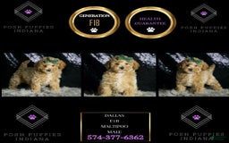 Maltipoo dogs for sale: Dallas - Image 5