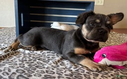 French Bulldog dogs for sale: Wanda - Image 5