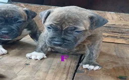 American Pit Bull Terrier dogs for sale: Lexi - Image 3