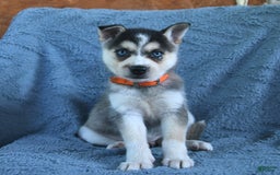 Alaskan Klee Kai dogs for sale: Callie - Image 3