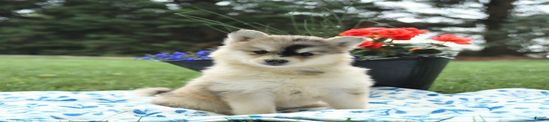 Klondike