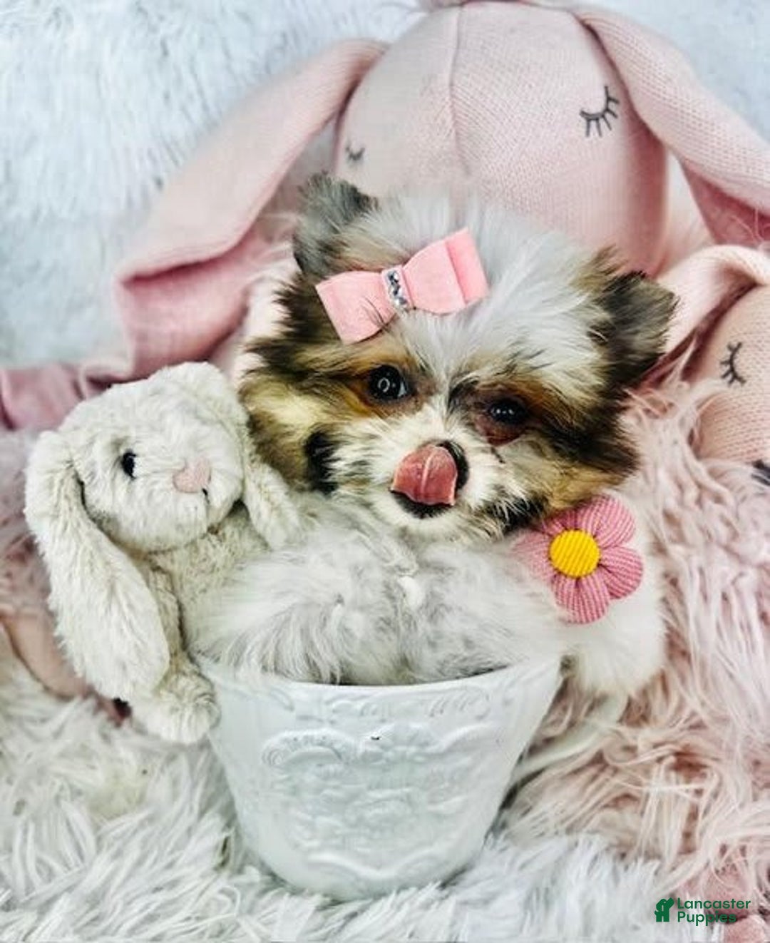 Pomeranian dogs for sale: Dra - Image 1