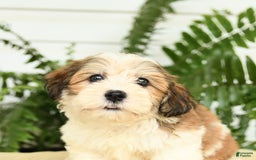 Havanese dogs for sale: Marcus - Image 2