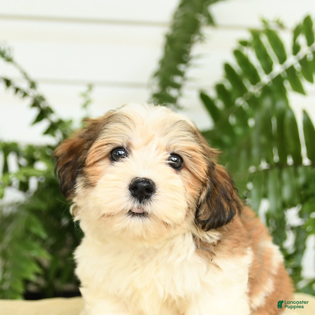 Havanese dogs for sale: Marcus - Image 2
