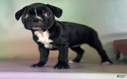 Frenchton dogs for sale: Cora Dna Clear - Image 5