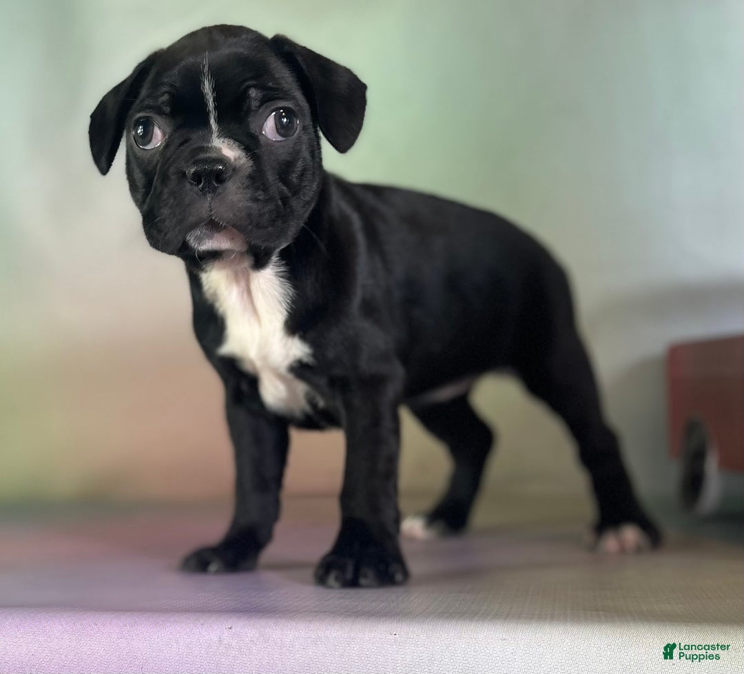 Frenchton dogs for sale: Cora Dna Clear - Image 5