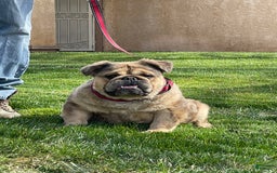 English Bulldog dogs for sale: Fluffy the Bear - Image 4