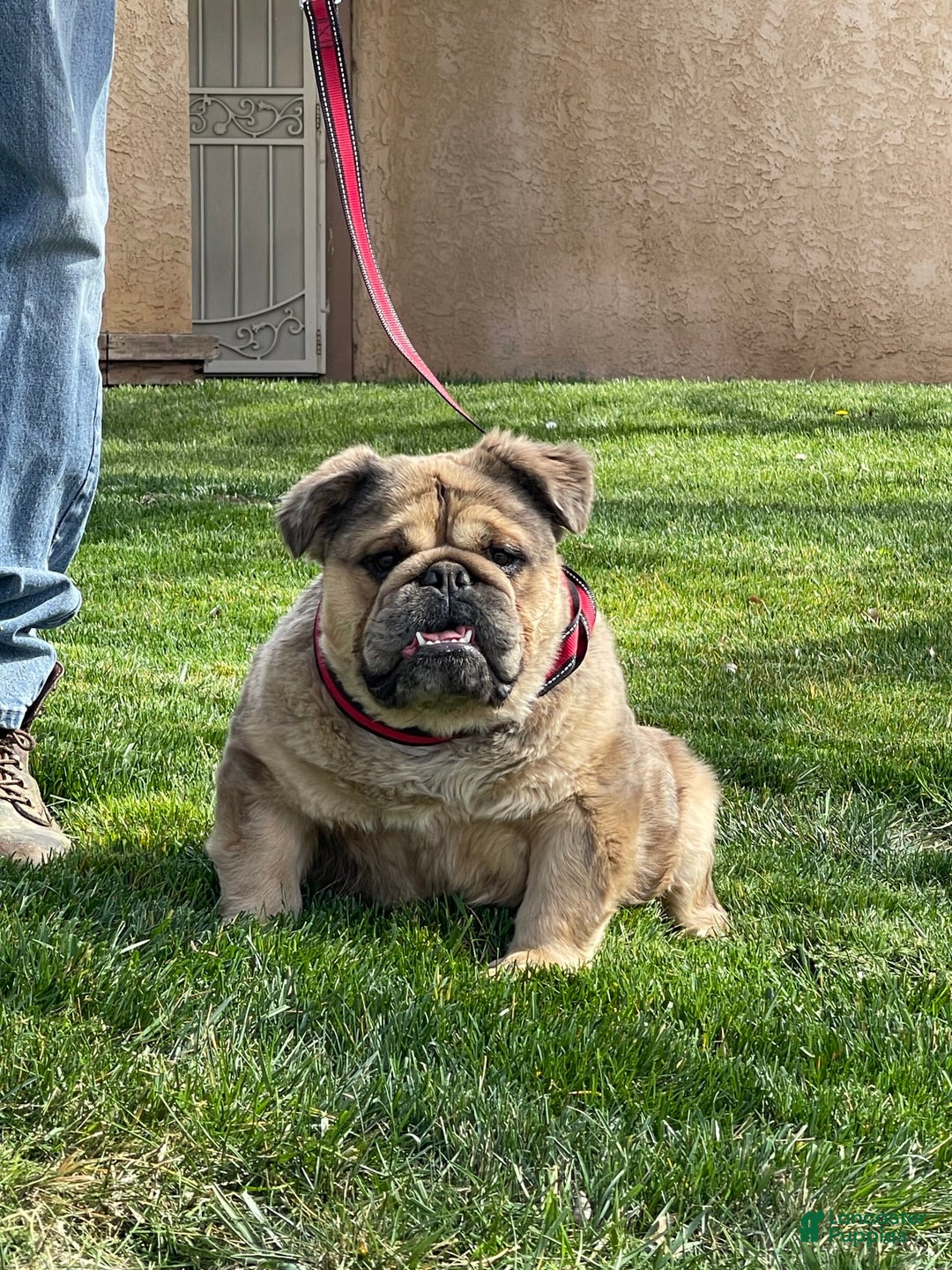 English Bulldog dogs for sale: Fluffy the Bear - Image 4