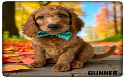 Goldendoodle dogs for sale: Gunner Green Collar - Image 2