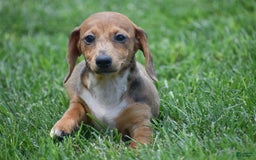 Dachshund dogs for sale: Willow - Image 12