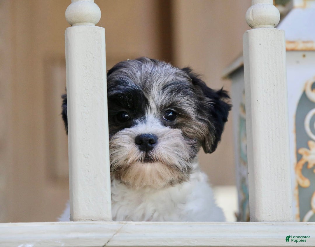 Shihpoo dogs for sale: Huey - Image 2