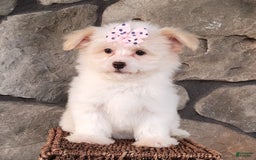 Havanese dogs for sale: Daisy - Image 1
