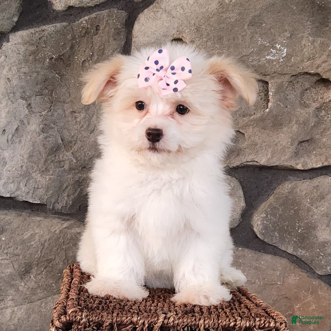 Havanese dogs for sale: Daisy - Image 1
