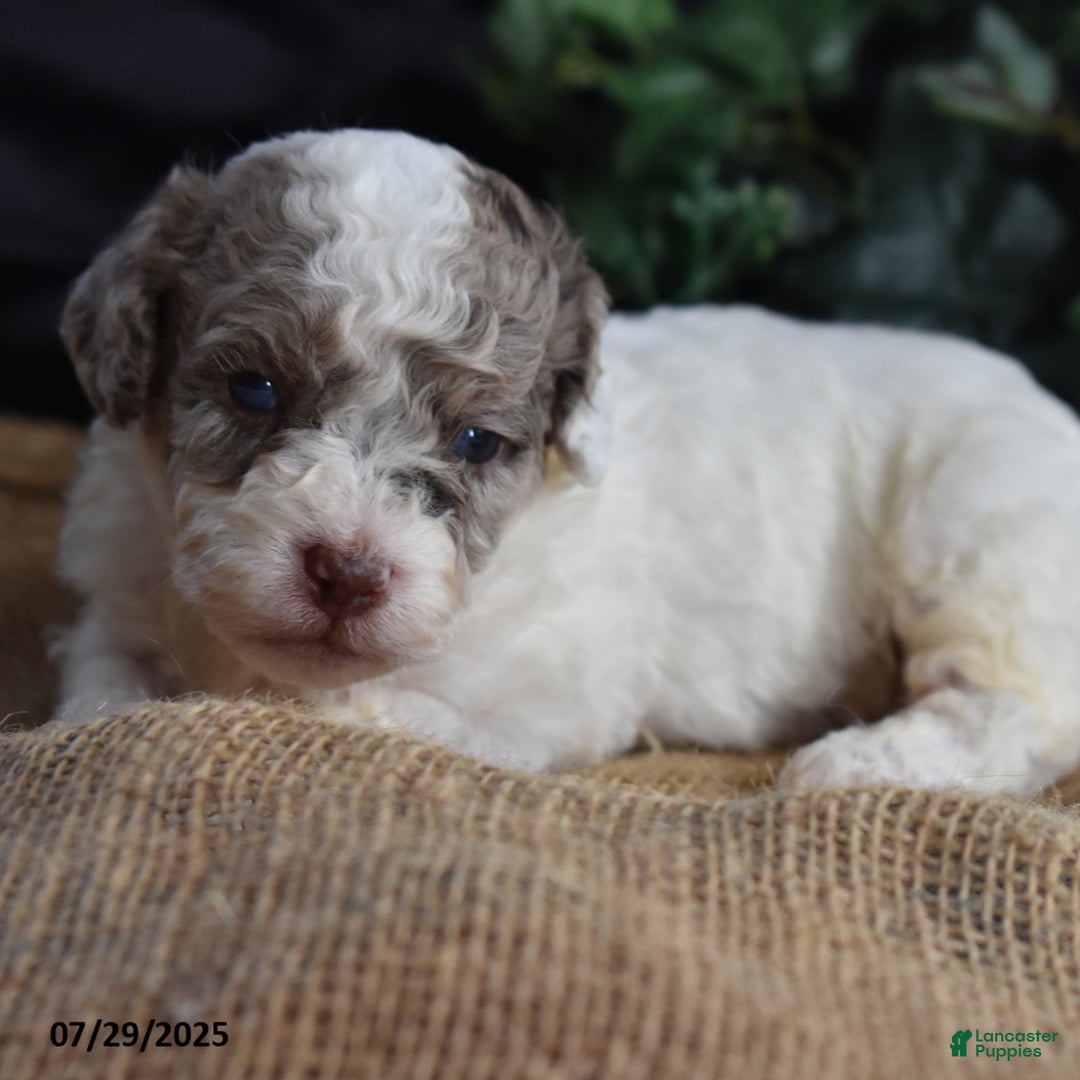 Cavapoo dogs for sale: Anneka - Image 1