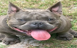 American Bully dogs for sale: Duece - Image 4