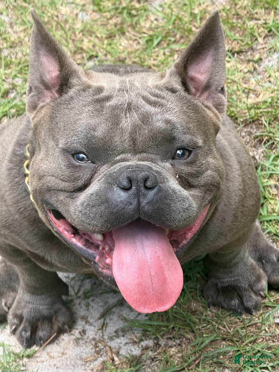 American Bully dogs for sale: Duece - Image 4