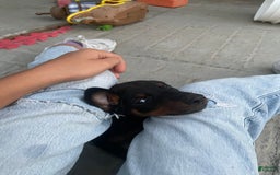 Doberman Pinscher dogs for sale: Girl 1 - Image 1