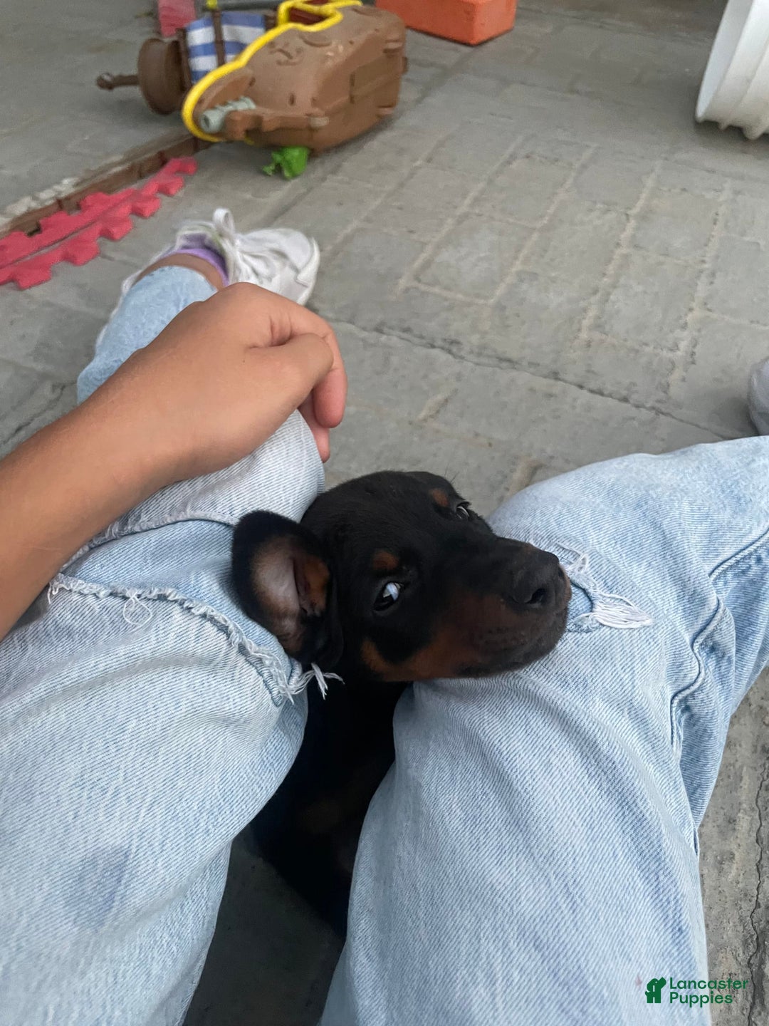 Doberman Pinscher dogs for sale: Girl 1 - Image 1
