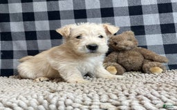 Scottish Terrier dogs for sale: Sheena - Image 1