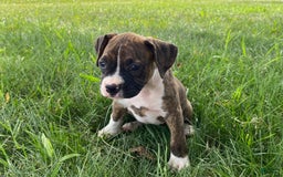 Boxer dogs for sale: Shelby - Image 5