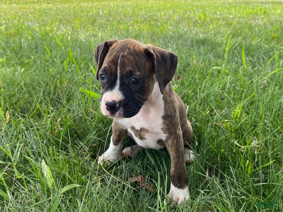 Boxer dogs for sale: Shelby - Image 5