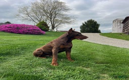 Doberman Pinscher dogs for sale: Melody - Image 10