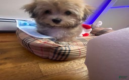 Havanese dogs for sale: Brasii - Image 1