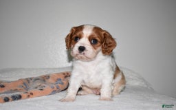 Cavalier King Charles Spaniel dogs for sale: Koda - Image 6