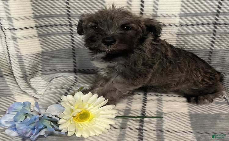 Miniature Schnauzer dogs for sale - Ad 3
