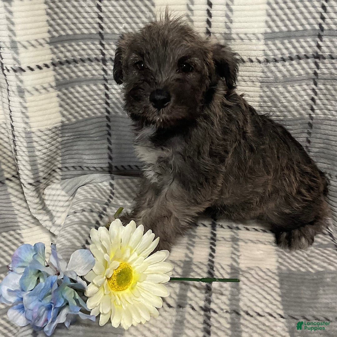 Miniature Schnauzer dogs for sale: Hunter - Image 4