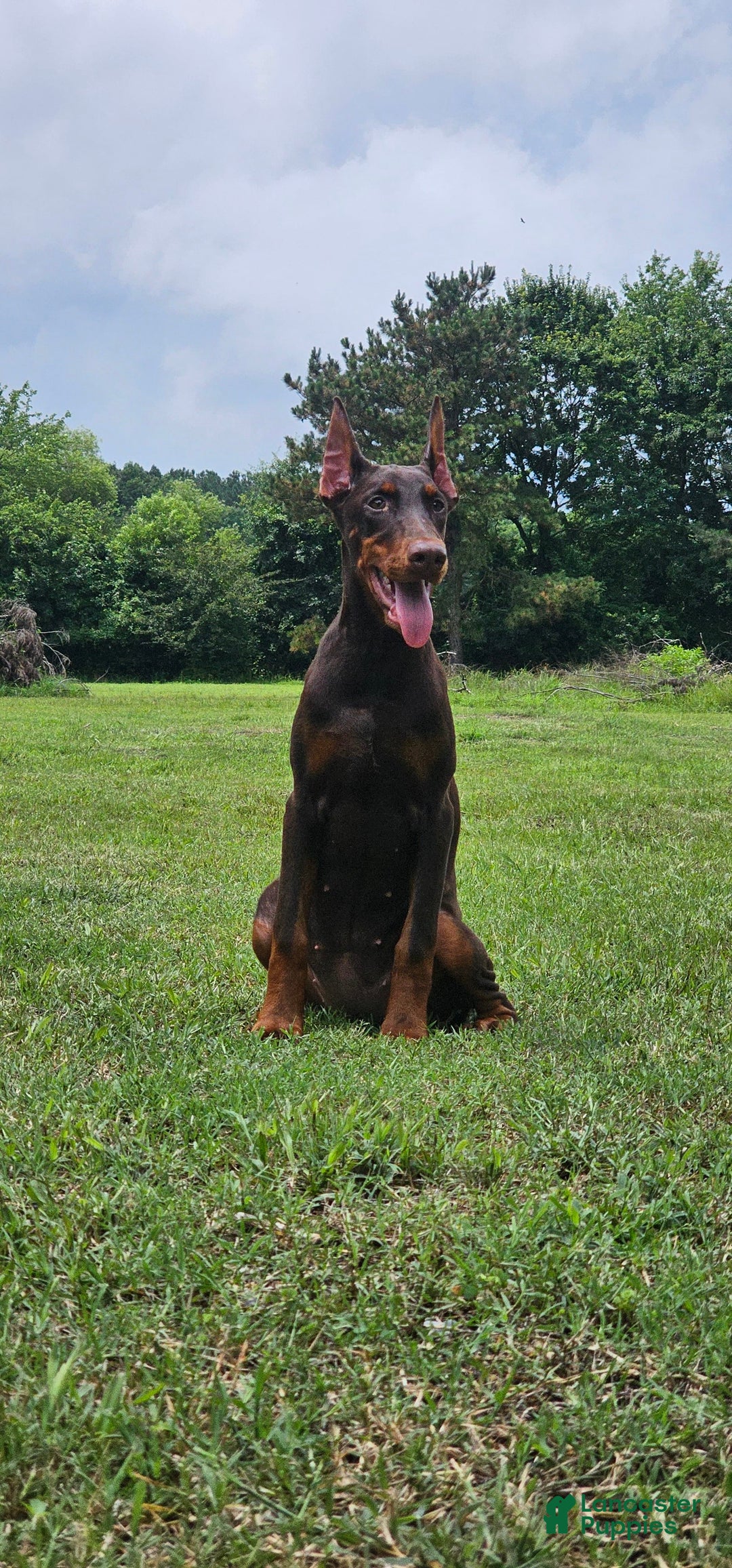 Doberman Pinscher dogs for sale: Nala - Image 2