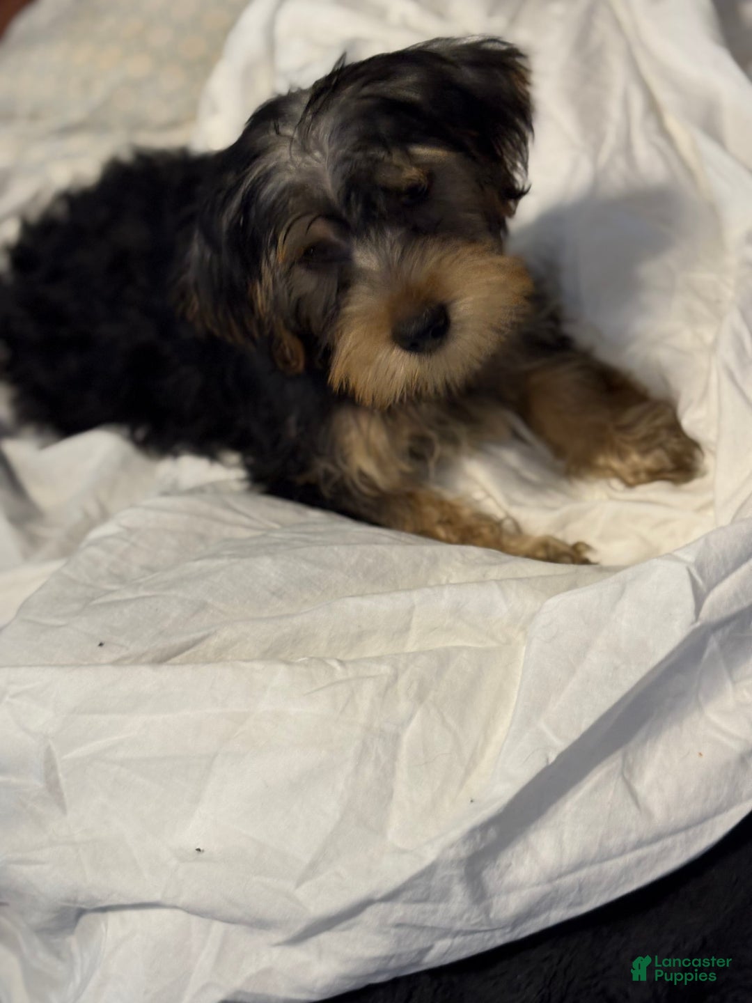 Yorkshire Terrier dogs for sale: Prince - Image 1