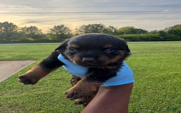 Rottweiler dogs for sale: Jack - Image 2