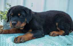 Rottweiler dogs for sale: Drake - Image 2