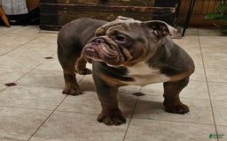 English Bulldog dogs for sale: Mini Bulldog Sprinkles - Image 8